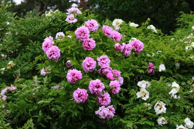 牡丹花