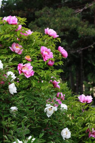 牡丹花