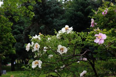牡丹花