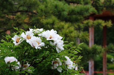 牡丹花