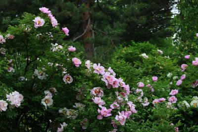 牡丹花