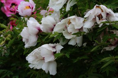 牡丹花
