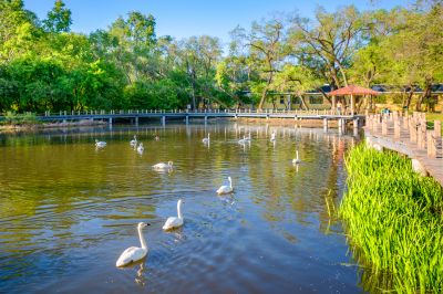 太阳岛天鹅湖掠影1