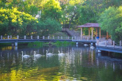 太阳岛天鹅湖掠影