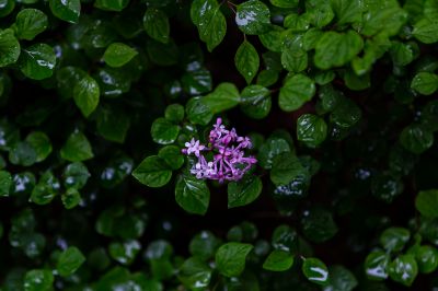 雨中丁香花