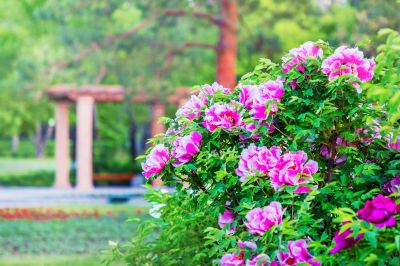 绿肥红瘦太阳岛