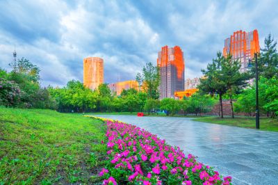雨后的哈尔滨丁香公园