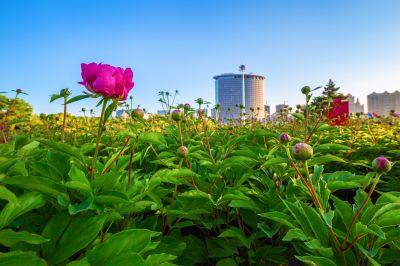 政府广场夏日掠影
