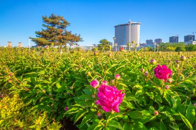 政府广场夏日掠影