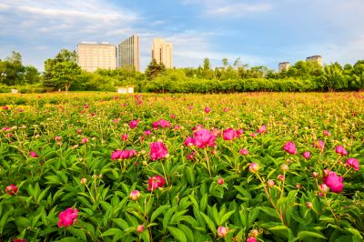 政府广场夏日掠影