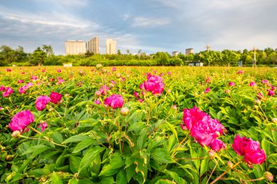 政府广场夏日掠影