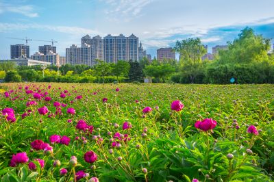 政府广场夏日掠影