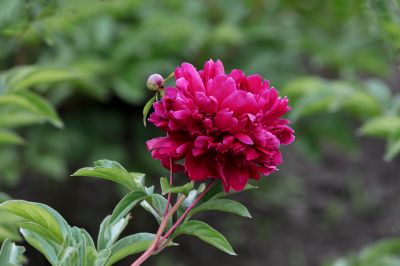 植物园芍药花开