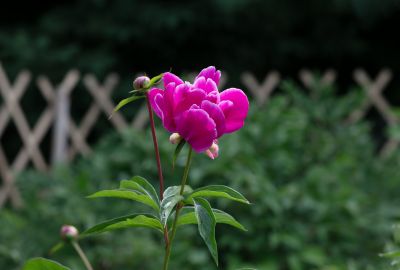 植物园芍药花开