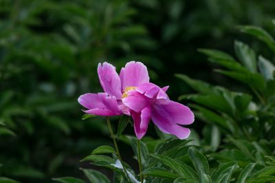 植物园芍药花开
