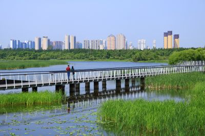 湿地风光