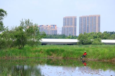 湿地风光