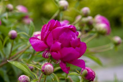 雨后芍药花