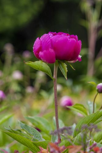 雨后芍药花