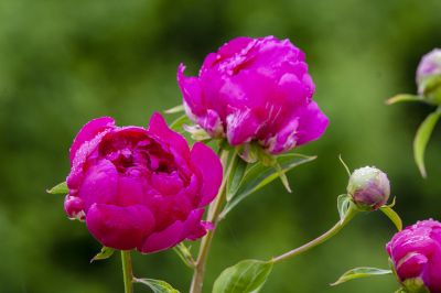 雨后芍药花