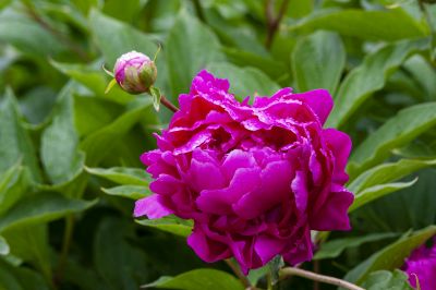 雨后芍药花