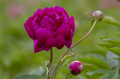 雨后芍药花