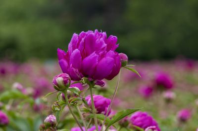 雨后芍药花