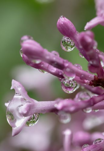 多情的丁香花