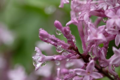 多情的丁香花