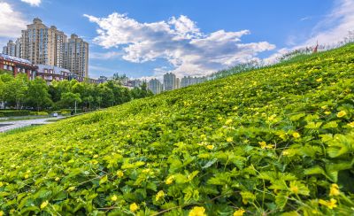 夏季金河公园
