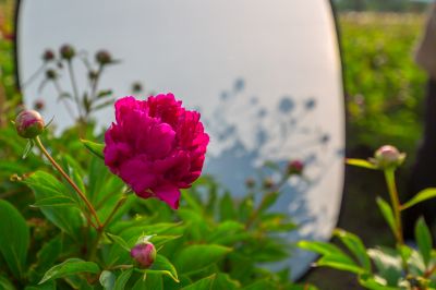政府广场芍药花