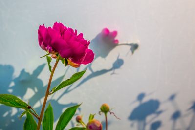 政府广场芍药花