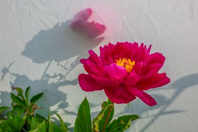 政府广场芍药花