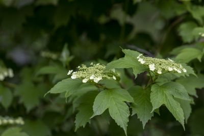 植物园里的夏花