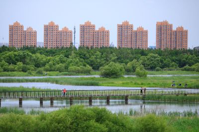 湿地风光