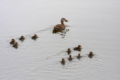 大剧院湿地里的野鸭与幼崽