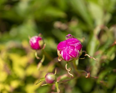 芍药花开