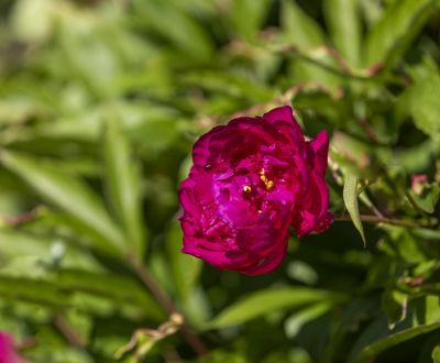 芍药花开