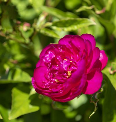 芍药花开