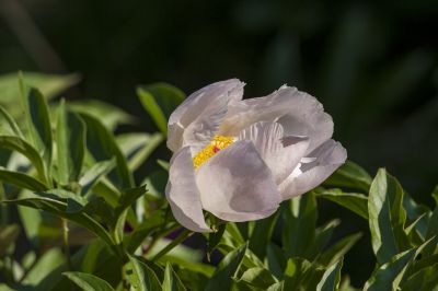 花卉