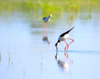 道外松花江湿地黑翅长脚鹬 