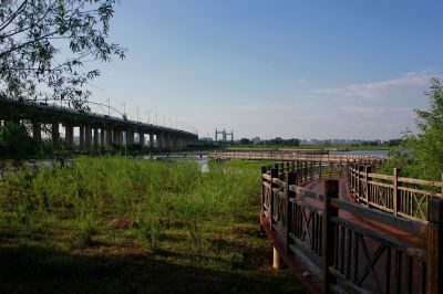 夏季的阳明滩大桥湿地