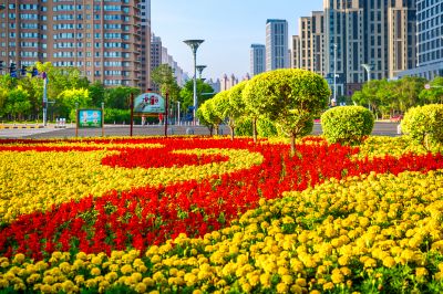 音乐公园花海