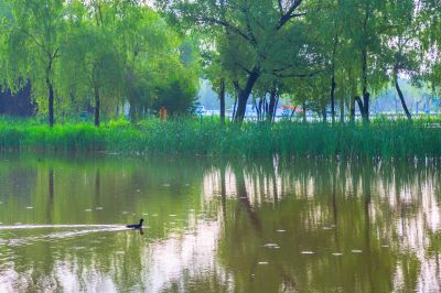 雨后的太阳岛