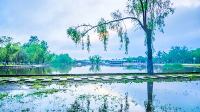 雨后的太阳岛