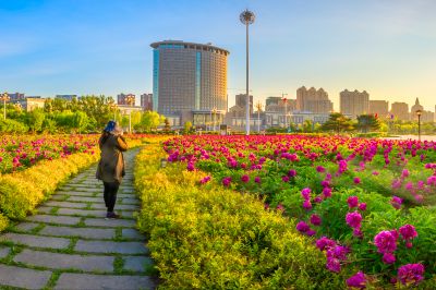 市政府广场的芍药花海