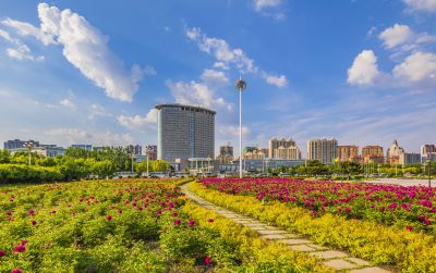 市政府广场花盛开1