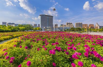 市政府广场花盛开1
