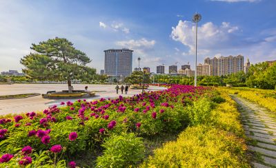 市政府广场花盛开1