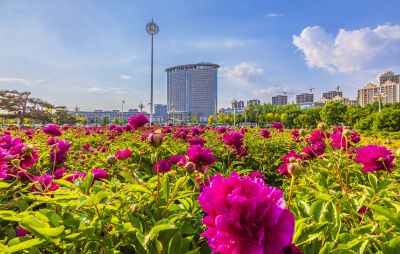 市政府广场花盛开1
